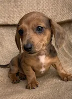 Baby Griffin~Dapple~!, a male Miniature Dachshund for sale in Sarcoxie, MO – Photo 9 of 10
