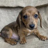 Baby Griffin~Dapple~!, a male Miniature Dachshund for sale in Sarcoxie, MO – Photo 2 of 10