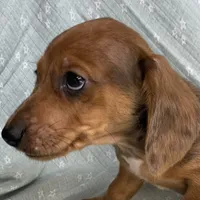 Baby Griffin~Dapple~!, a male Miniature Dachshund for sale in Sarcoxie, MO – Photo 1 of 10
