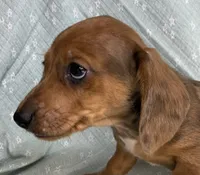 Baby Griffin~Dapple~!, a male Miniature Dachshund for sale in Sarcoxie, MO – Photo 1 of 10