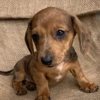 Baby Griffin~Dapple~!, a male Miniature Dachshund for sale in Sarcoxie, MO – Photo 3 of 10
