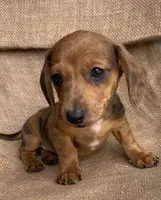 Baby Griffin~Dapple~!, a male Miniature Dachshund for sale in Sarcoxie, MO – Photo 3 of 10