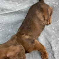 Baby Griffin~Dapple~!, a male Miniature Dachshund for sale in Sarcoxie, MO – Photo 10 of 10