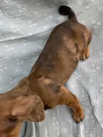 Baby Griffin~Dapple~!, a male Miniature Dachshund for sale in Sarcoxie, MO – Photo 10 of 10