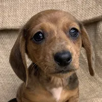Baby Griffin~Dapple~!, a male Miniature Dachshund for sale in Sarcoxie, MO – Photo 5 of 10