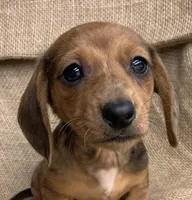 Baby Griffin~Dapple~!, a male Miniature Dachshund for sale in Sarcoxie, MO – Photo 5 of 10