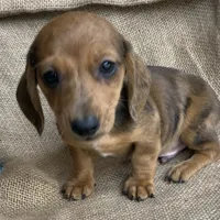 Baby Griffin~Dapple~!, a male Miniature Dachshund for sale in Sarcoxie, MO – Photo 7 of 10