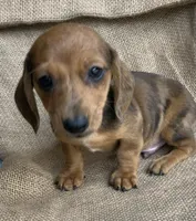 Baby Griffin~Dapple~!, a male Miniature Dachshund for sale in Sarcoxie, MO – Photo 7 of 10