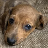 Baby Griffin~Dapple~!, a male Miniature Dachshund for sale in Sarcoxie, MO – Photo 8 of 10