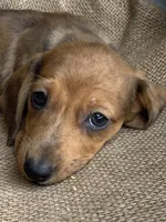 Baby Griffin~Dapple~!, a male Miniature Dachshund for sale in Sarcoxie, MO – Photo 8 of 10