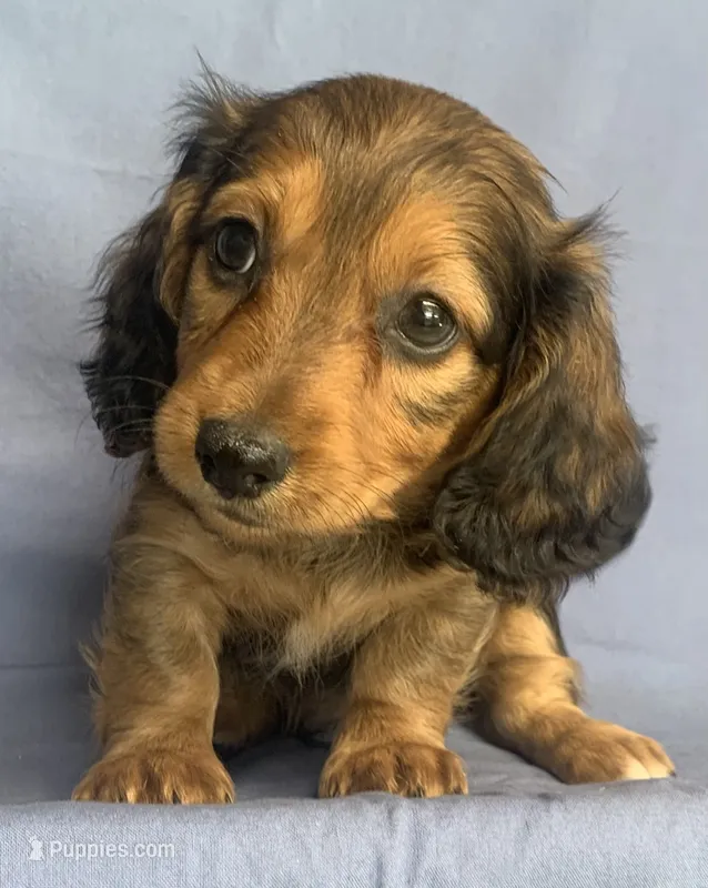 Charlie~Sweet Boy~! – Miniature Dachshund puppy for sale in Sarcoxie, MO