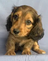 Charlie~Sweet Boy~!, a  Miniature Dachshund for sale in Sarcoxie, MO – 1 of 10