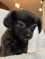 Tiny Lil’ Beau~!, a male Chiweenie for sale in Sarcoxie, MO – 6 of 7