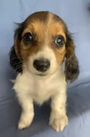 Little Chico~So much Fun!!!, a male Miniature Dachshund for sale in Sarcoxie, MO – 5 of 10