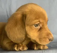 Little Snuggler~Chester~!!!, a male Miniature Dachshund for sale in Sarcoxie, MO – 5 of 10