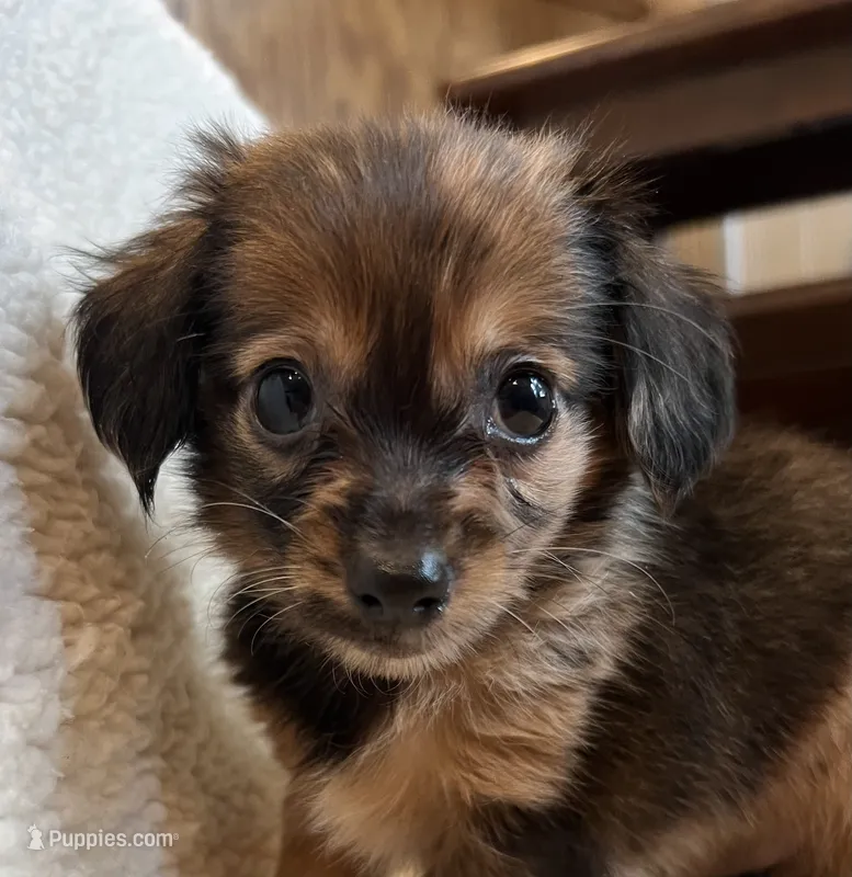 Little Cutie~ Benny~! – Chiweenie puppy for sale in Sarcoxie, MO