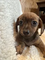Super Fun Bella~!, a female Chiweenie for sale in Sarcoxie, MO – 8 of 8