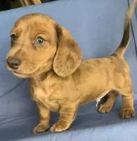 Fun Lil’ Chip, a male Miniature Dachshund for sale in Sarcoxie, MO – 9 of 10