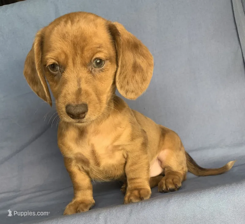 Fun Lil’ Chip – Miniature Dachshund puppy for sale in Sarcoxie, MO