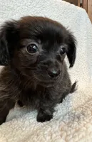 Tiny Lil’ Beau~!, a male Chiweenie for sale in Sarcoxie, MO – 2 of 7