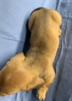 Little Snuggler~Chester~!!!, a male Miniature Dachshund for sale in Sarcoxie, MO – 10 of 10