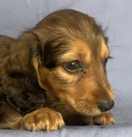 Charlie~Sweet Boy~!, a  Miniature Dachshund for sale in Sarcoxie, MO – 9 of 10
