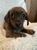 Super Fun Bella~!, a female Chiweenie for sale in Sarcoxie, MO – 5 of 8