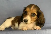Little Chico~So much Fun!!!, a male Miniature Dachshund for sale in Sarcoxie, MO – 7 of 10