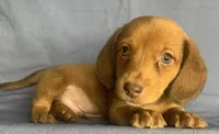 Little Snuggler~Chester~!!!, a male Miniature Dachshund for sale in Sarcoxie, MO – 8 of 10