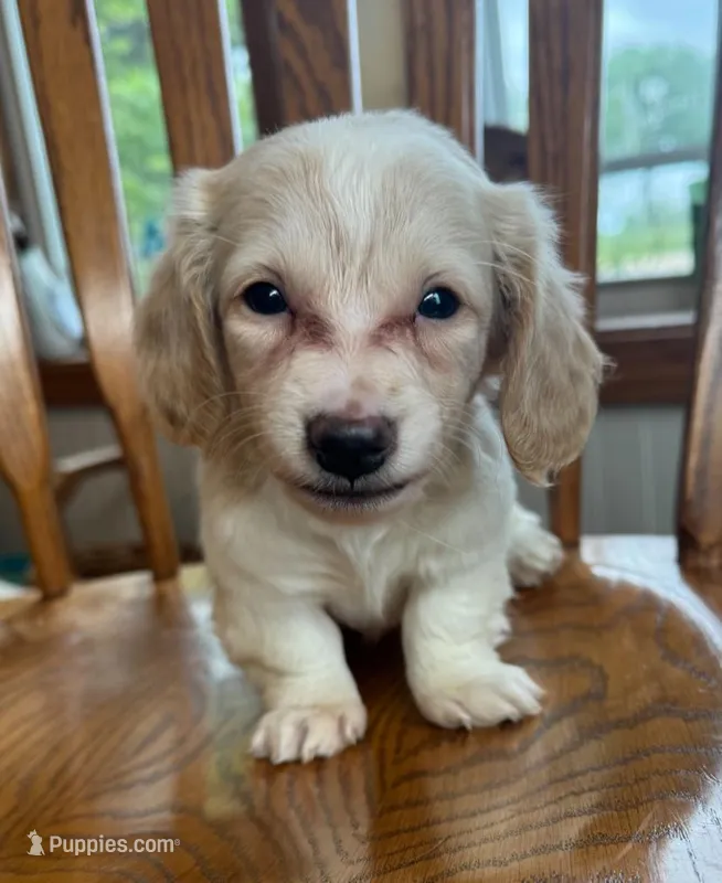 Happy Bailey~!!! – Miniature Dachshund puppy for sale in Sarcoxie, MO