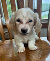 Happy Bailey~!!!, a female Miniature Dachshund for sale in Sarcoxie, MO – Photo 1 of 6