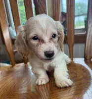 Happy Bailey~!!!, a female Miniature Dachshund for sale in Sarcoxie, MO – Photo 3 of 6