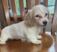 Happy Bailey~!!!, a female Miniature Dachshund for sale in Sarcoxie, MO – Photo 5 of 6