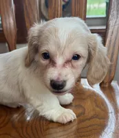 Happy Bailey~!!!, a female Miniature Dachshund for sale in Sarcoxie, MO – Photo 2 of 6