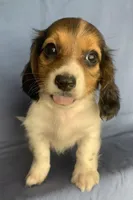Little Chico~So much Fun!!!, a male Miniature Dachshund for sale in Sarcoxie, MO – 2 of 10