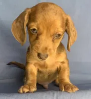 Happy Lil’ Chucky~!!!, a male Miniature Dachshund for sale in Sarcoxie, MO – 10 of 10