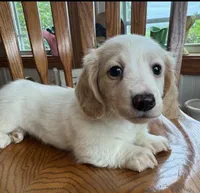 Little Bess~!, a female Miniature Dachshund for sale in Sarcoxie, MO – Photo 9 of 10