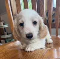 Little Bess~!, a female Miniature Dachshund for sale in Sarcoxie, MO – Photo 7 of 10