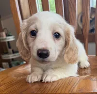 Little Bess~!, a female Miniature Dachshund for sale in Sarcoxie, MO – Photo 1 of 10