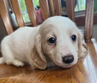 Little Bess~!, a female Miniature Dachshund for sale in Sarcoxie, MO – Photo 2 of 10