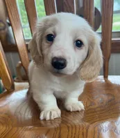 Little Bess~!, a female Miniature Dachshund for sale in Sarcoxie, MO – Photo 8 of 10