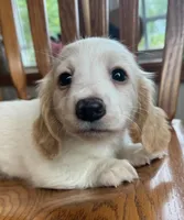 Little Bess~!, a female Miniature Dachshund for sale in Sarcoxie, MO – Photo 4 of 10