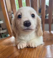 Little Bess~!, a female Miniature Dachshund for sale in Sarcoxie, MO – Photo 5 of 10