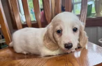 Little Bess~!, a female Miniature Dachshund for sale in Sarcoxie, MO – Photo 3 of 10