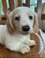 Little Bess~!, a female Miniature Dachshund for sale in Sarcoxie, MO – Photo 10 of 10