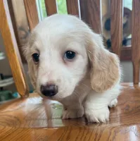 Little Bess~!, a female Miniature Dachshund for sale in Sarcoxie, MO – Photo 6 of 10