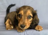 Charlie~Sweet Boy~!, a  Miniature Dachshund for sale in Sarcoxie, MO – 10 of 10