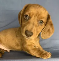 Fun Lil’ Chip, a male Miniature Dachshund for sale in Sarcoxie, MO – 2 of 10