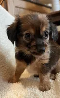 Little Cutie~ Benny~!, a male Chiweenie for sale in Sarcoxie, MO – 5 of 6