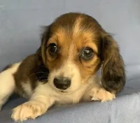Little Chico~So much Fun!!!, a male Miniature Dachshund for sale in Sarcoxie, MO – 10 of 10